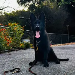 German Shepherd Long Coat