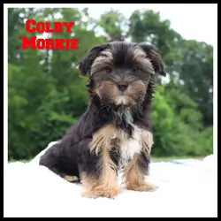 Colby Male Morkie