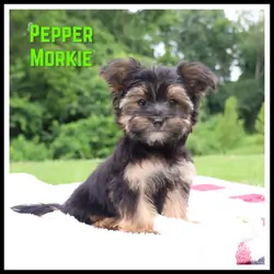 Pepper Male Morkie