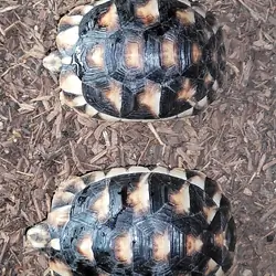 YEARLING MARGINATED TORTOISES
