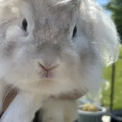 Lionhead Bunnies