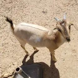 GOATS