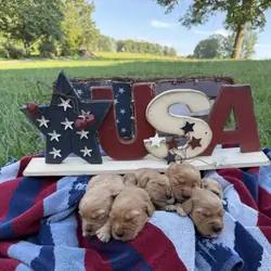 🧨Independence 🧨 Golden Retriever puppies
