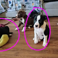 3 female puppies