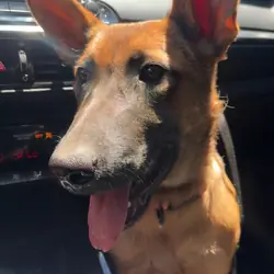 German Shepherd/ Malinois