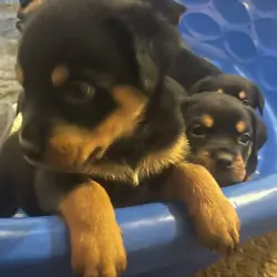 Rottweiller