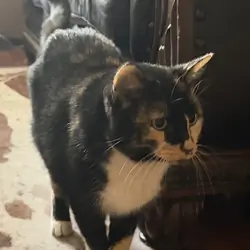 Free, senior, calico female cat