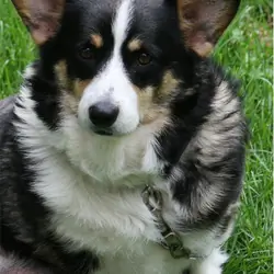 AKC Pembroke Welsh Corgi in S.W. WI