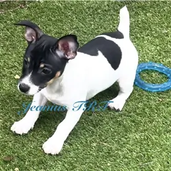 Teddy Roosevelt Terrier pup/Rat Terrier type B