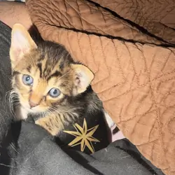 Bengal Tuxedo Kittens (50/50 mix)