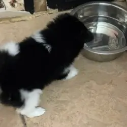 Pomeranians