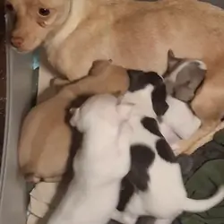Chiuhiauas puppies
