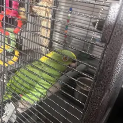 Mature Yellow-Naped Amazon Parrot