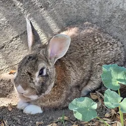 Rabbit Gentle Docile
