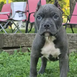 XL BULLY