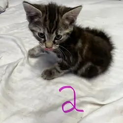 Kittens