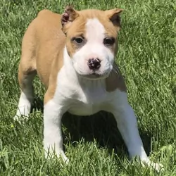 XL BULLY Female