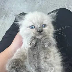 Female ragdoll
