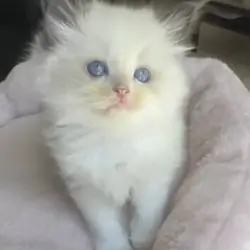 Lovely Ragdoll kitty