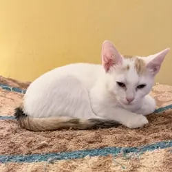 Girl Kitten Purrs Affectionate Friendly