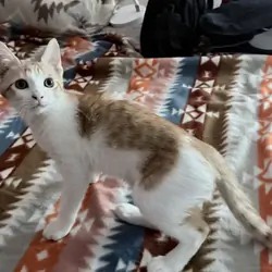 Boy Kitten Affectionate Purrs Friendly