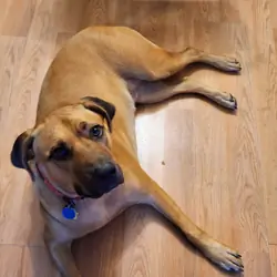 Pitbull mix