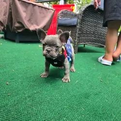 French bulldog
