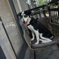 Border collie husky mix
