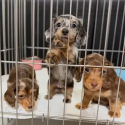 Miniature dachshund puppies