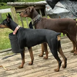 Akc Dobermans