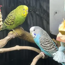 2 Budgies