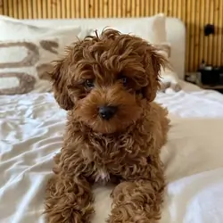 Cavapoo puppy