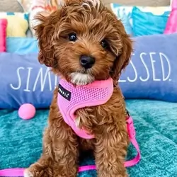 Cavapoo puppies