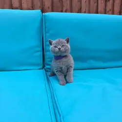 We have adorable 6 British Blue kittens, 3 boys an