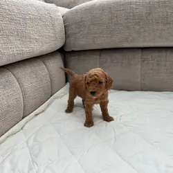 Chocolate Brown & Apricot Pedigree Poodles
