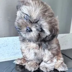 Shih Tzu puppies ready now