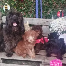 Adorable F1b cockapoo puppies