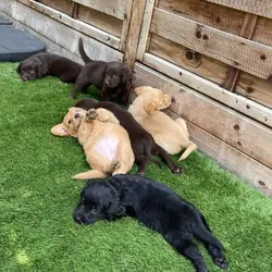 Our beautiful chocolate Labrador Puppies