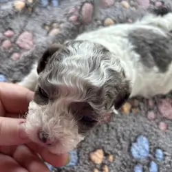 Toy poodles