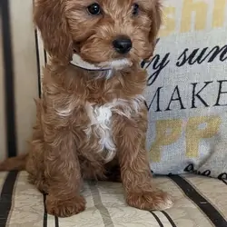 Sweet Cavapoo Puppies