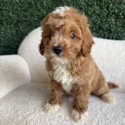 Playful Cavapoo Puppies Available