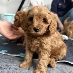 Loving Cavapoo Puppies Ready
