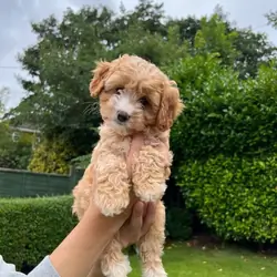 Charming Cavapoo puppies