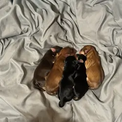 Morkie Puppies