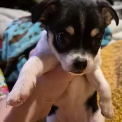 Chihuahua