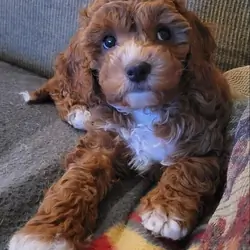 Cute Cavapoo Puppies Available