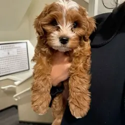 Cavapoo puppies Ready