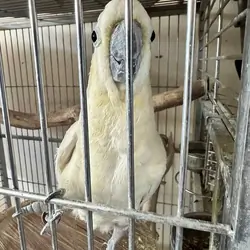 Citron Cockatoo