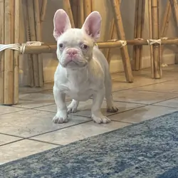 French Bulldog Puppies PINKS,Facetime to meet