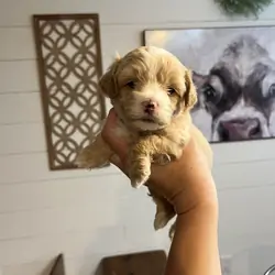 Maltipoo pups
